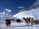 Yaks in Gokyo